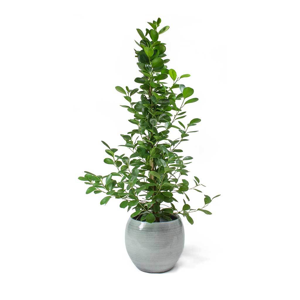 Ficus microcarpa 'Moclame' 